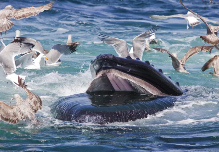 Humpback Whale, Stellwagen Bank National Marine Sanctuary, Gloucester, MA, USA