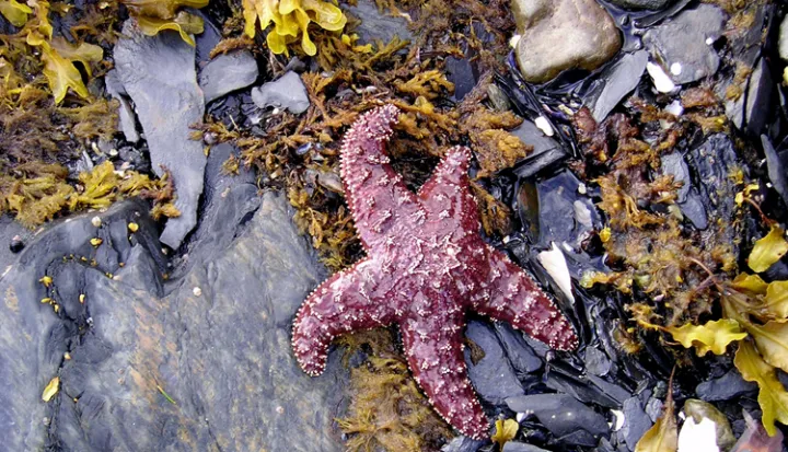 Starfish from Prince William Sound, Alaska