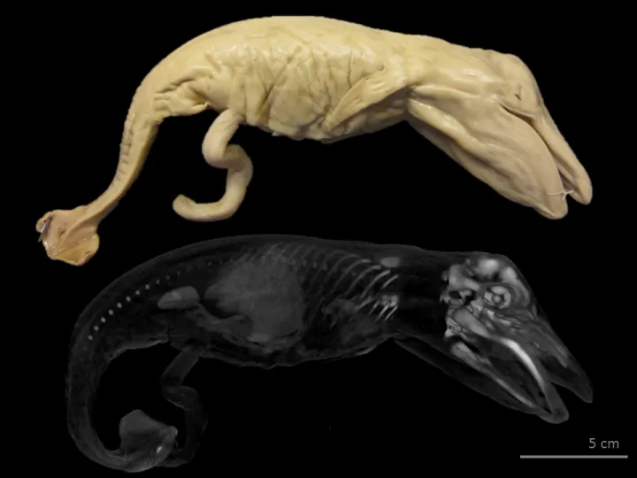 This 1936 blue whale specimen from the Gulf of Alaska (above: preserved in alcohol, below: CT scan) is part of a rare Smithsonian collection of whale fetuses that were collected in association with commercial whaling operations in the early to mid-20th cen