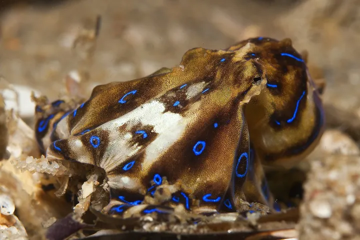 The blue lined octopus can be deadly, so it is best to stay away.