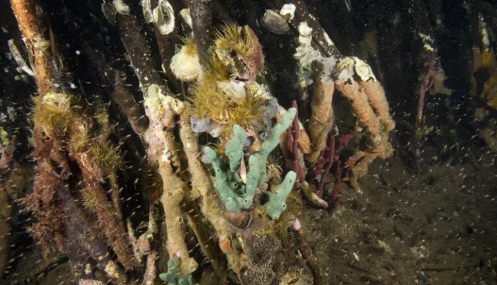 Sea anemones, brittle stars, and sea urchins make a home on mangrove roots.
