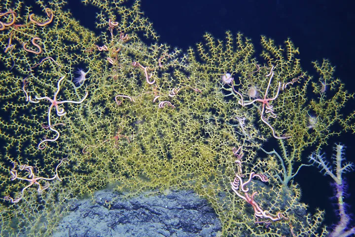 A healthy, deep sea octocoral and their brittle star partners