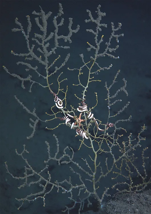 A brittle star sits in the middle of a deep sea octocoral that is damaged from a nearby oil spill