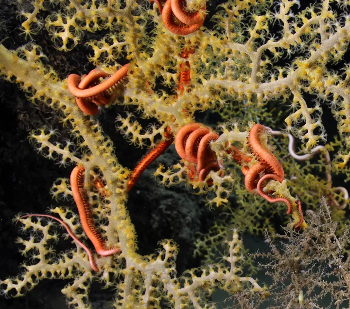 A brittle star clings to the branches of a deep sea coral