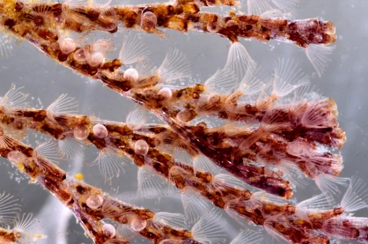 Spiral-tufted bryozoan