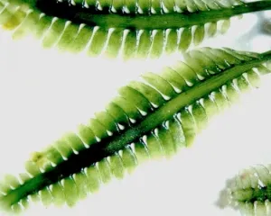 A close-up photo of Killer Algae, Caulerpa taxifolia, a seaweed that has proven to be a successful invasive species.