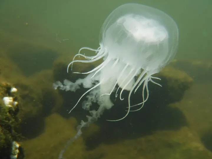 Jelly in murky water