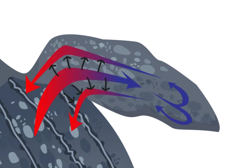 a diagram of heat flow in a turtle's flipper