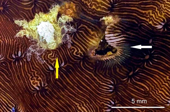 a crab next to a coral den