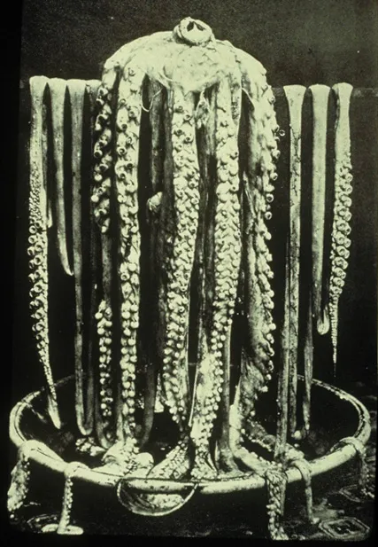 An 1874 photo of a squid draped over a bathtub. 