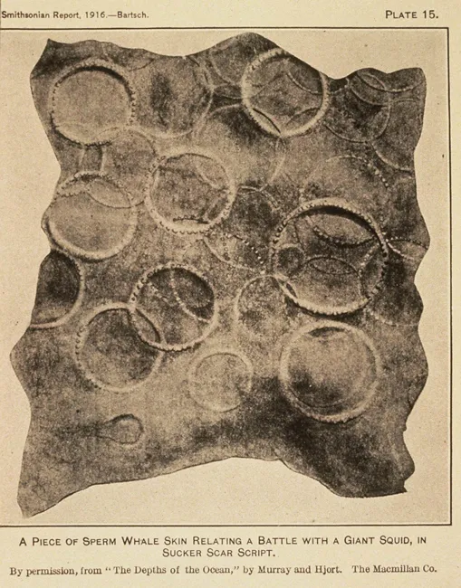 Circular scars from a giant squid sucker on sperm whale skin. 