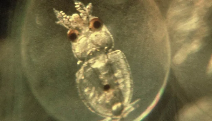 Close-up photograph of an arrow squid embryo.