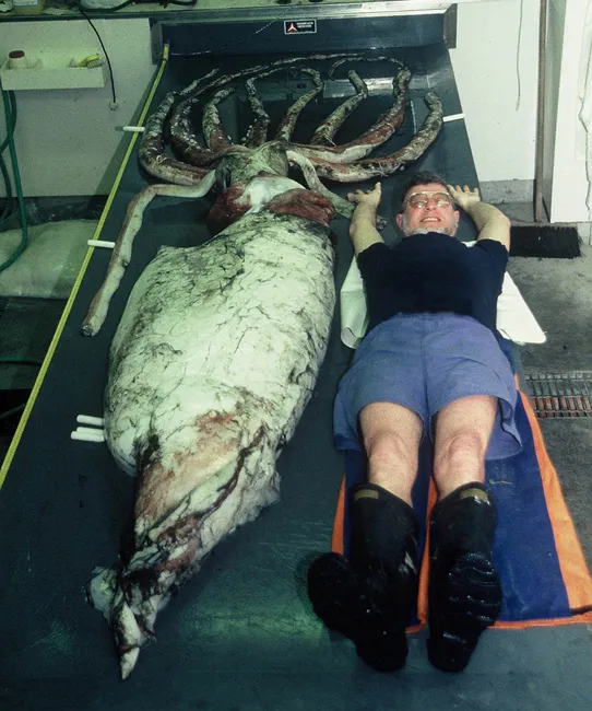 Dr. Clyde Roper lies next to a giant squid specimen. 