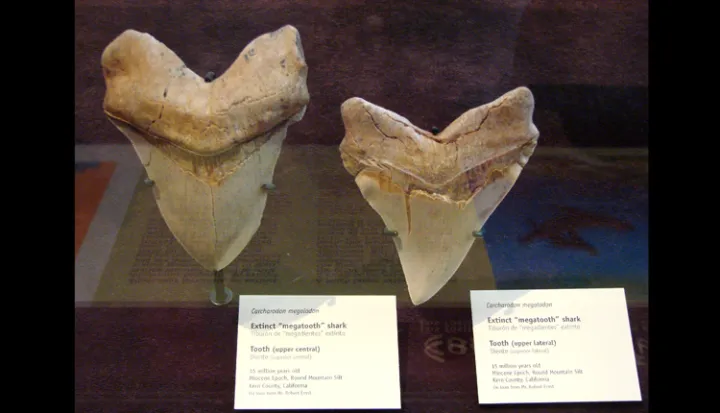 Fossils of teeth from Giant Megatooth Shark