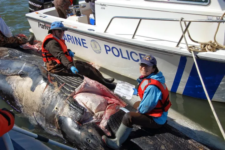 Dr. Maya Yamato and colleague John Ososky dissect the head of a deceased stranded fin whale in the Chesapeake Bay to examine soft tissue associated with the ears. In 2015, Yamato’s team of researchers from the Smithsonian’s National Museum of Natural H
