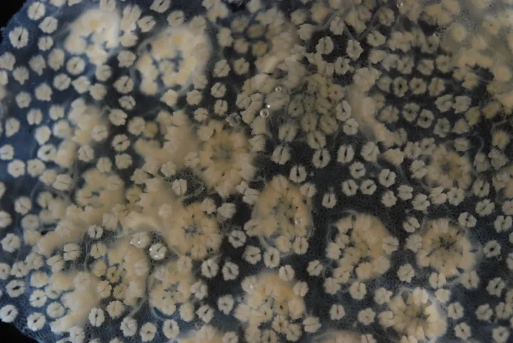 This piece of pocillopora, or cauliflower coral, would normally have a rigid outer skeleton, but researchers dissolved it to expose the coral’s tissue and take a sample for DNA analysis. 