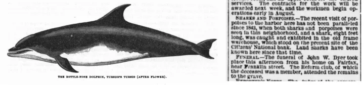 This is an old sketch of a bottlenose dolphin as well as a newspaper clipping that reads "The recent visit of porpoises to the harbor has not been paralleled since 1843." 