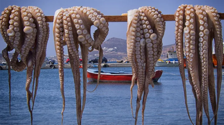 Recently captured octopus hang to dry in Greece.
