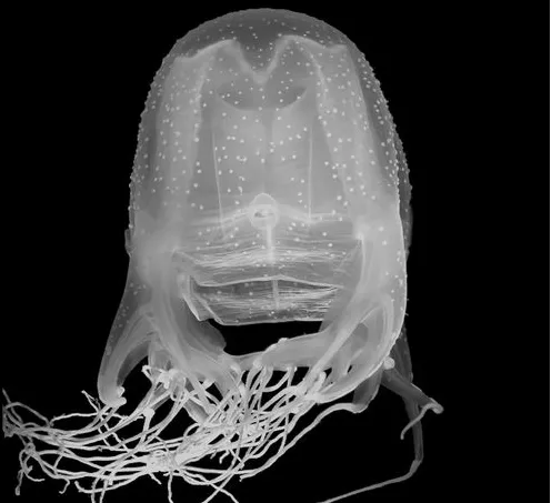 Venomous Box Jelly from South Carolina