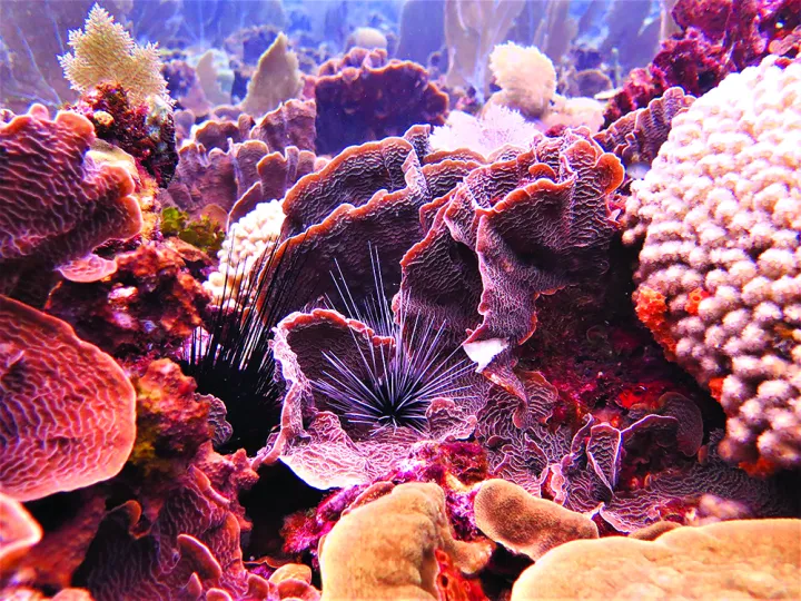 A purple long-spined sea urchin sits amongst coral. 
