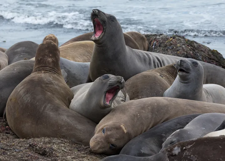 a group of female elephant seals on the beach