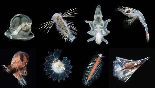 A variety of plankton images from the Gulf Stream