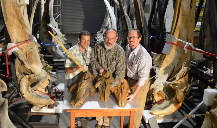Smithsonian researchers with fossil whale skulls from the group Monodontidae