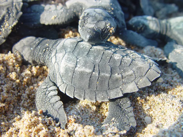 Two baby olive ridley sea turtles. 
