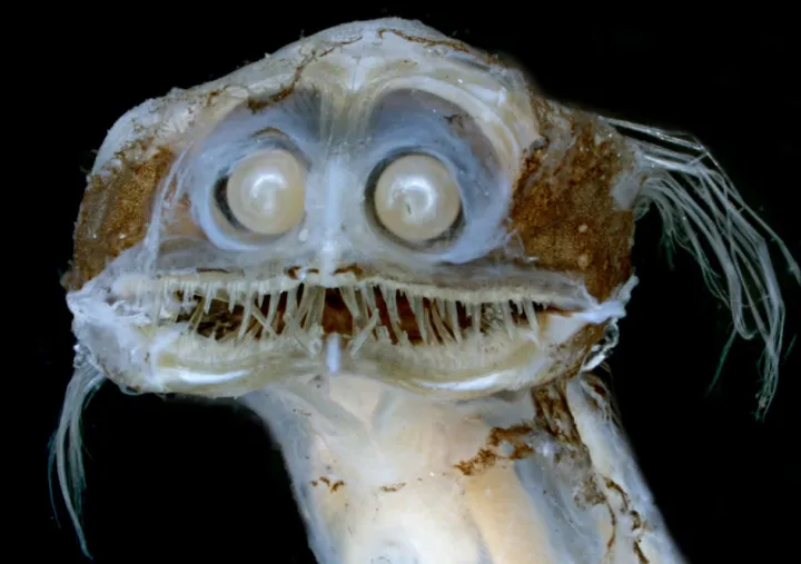 An image of the face of a telescope fish with large pearly eyes. 