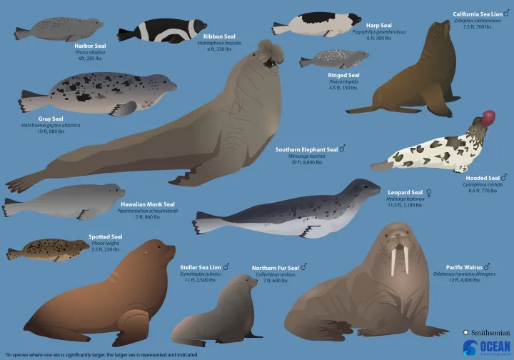 a graphic of seals, sea lion, and a walrus