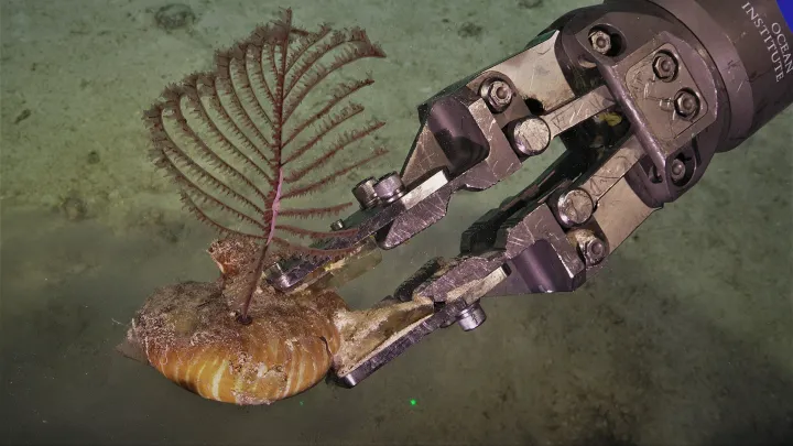 a robotic arm holds a coral specimen