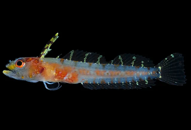 A side-view of  a blenny fish with a back background. 