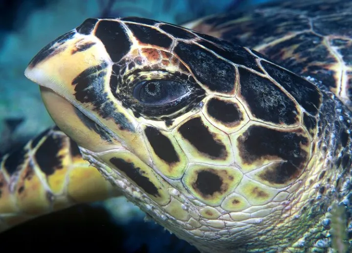 a hawksbill turtle eye