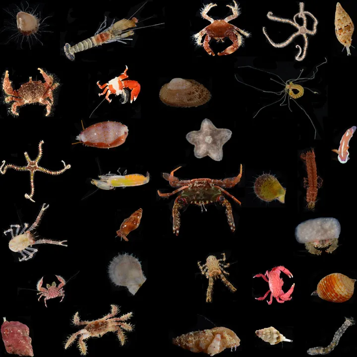 Organisms found in high pH ARMS
