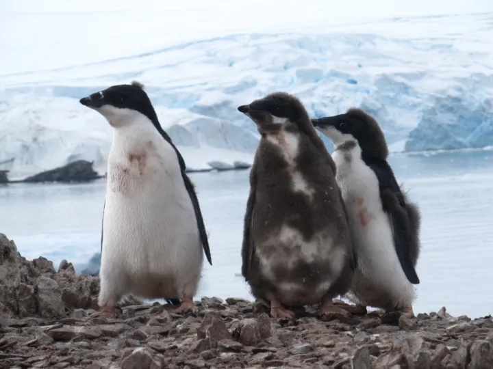 Three juvenile Adélie  penguins 