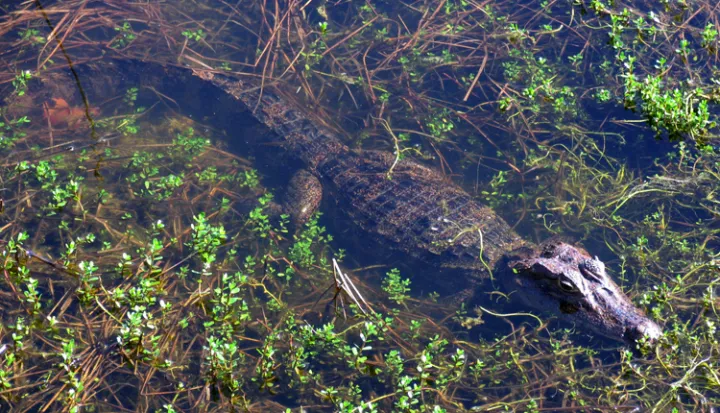 A spectacled caiman patrols a salty pond at a Smithsonian research station in Panama.
