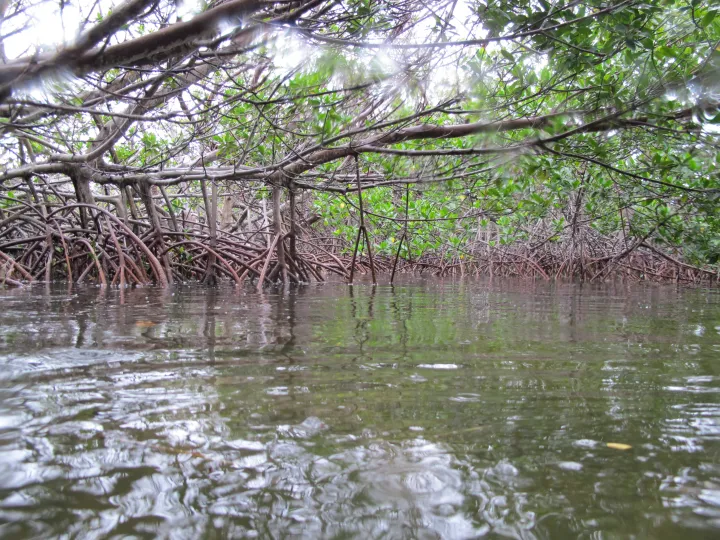 among the roots in a mangrove forest