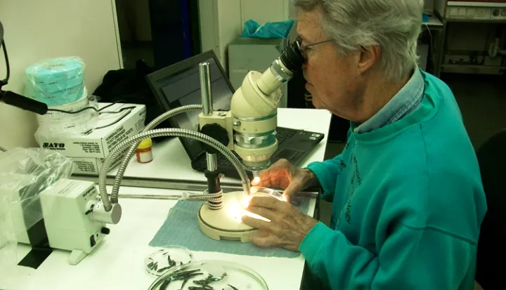 John Paxton, a scientist who studies marine life, looks into a microscope