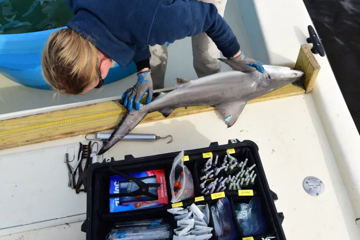 A scientist measures the length of a shark