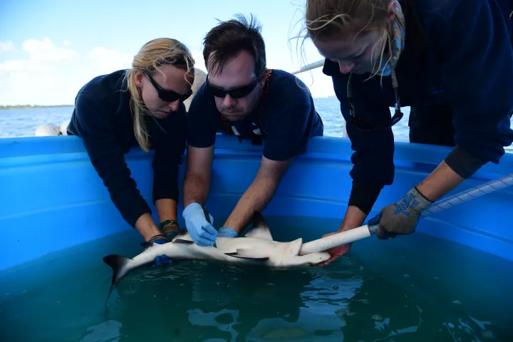 scientists insert an acoustic tag under a shark's skin