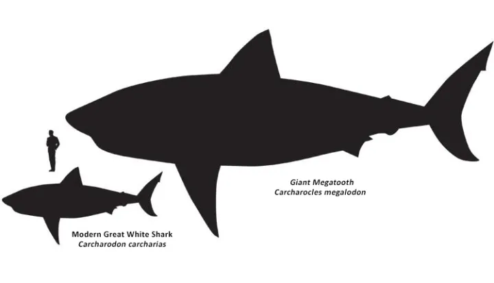 A great white shark next to a giant megatooth shark
