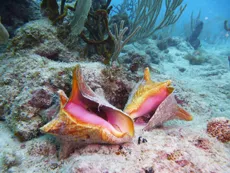 Queen Conch on a reef