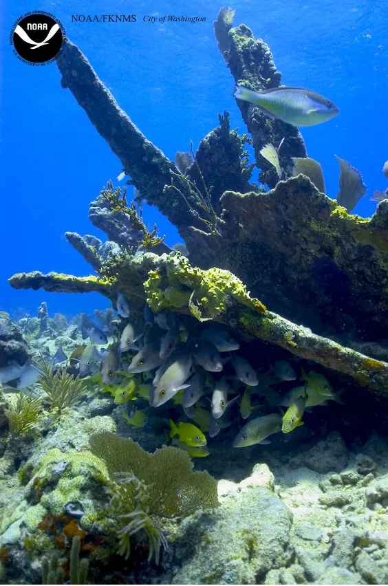 a reef with plenty of fish