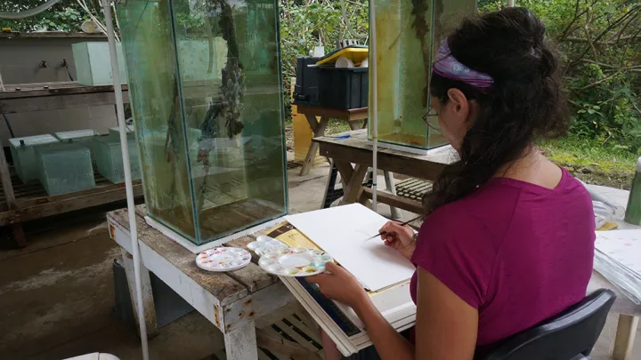 Artist Irene Kopelman draws a mangrove root held in specially constructed aquaria. 
