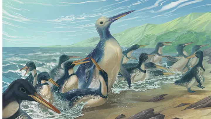 an illustration of a large penguin coming ashore on a beach surrounded by many smaller penguins
