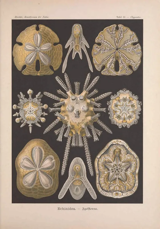 Sand dollars (like those pictured in this set of illustrations) are flattened, burrowing sea urchins. Dead, sunlight-bleached specimens resemble silver coins, hence their common name. These figures portray a sand dollar’s lifecycle from larva to adult.