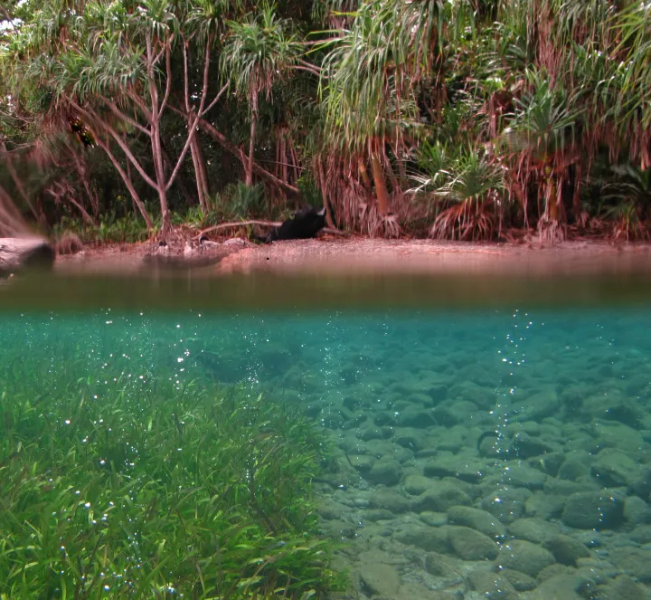 Where the pH is the lowest, corals can no longer grow - sand, rubble and seagrasses replace the reef.