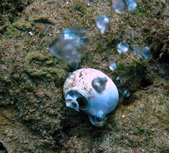 The acidic waters from the CO2 seeps can dissolve shells and also make it harder for shells to grow in the first place.  