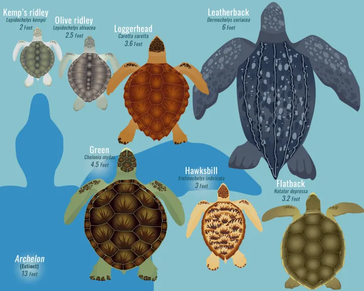 a comparison of sea turtle sizes
