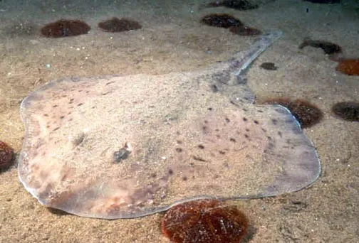 a sea skate rests on the seafloor